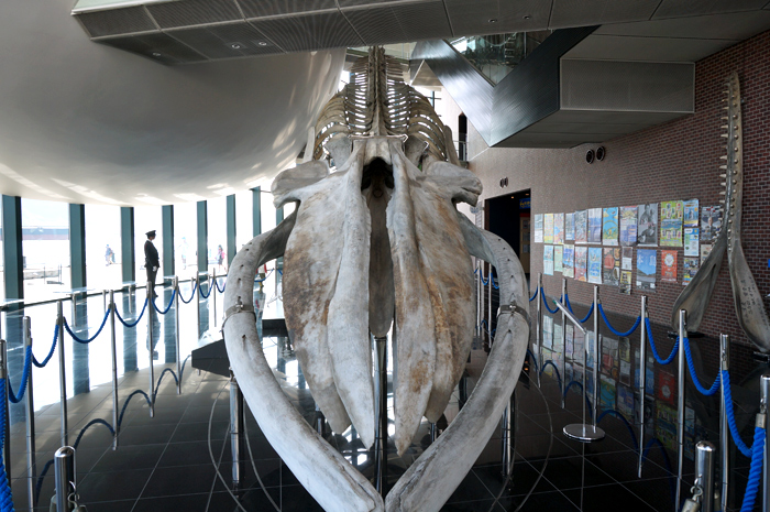 シロナガスクジラの骨格